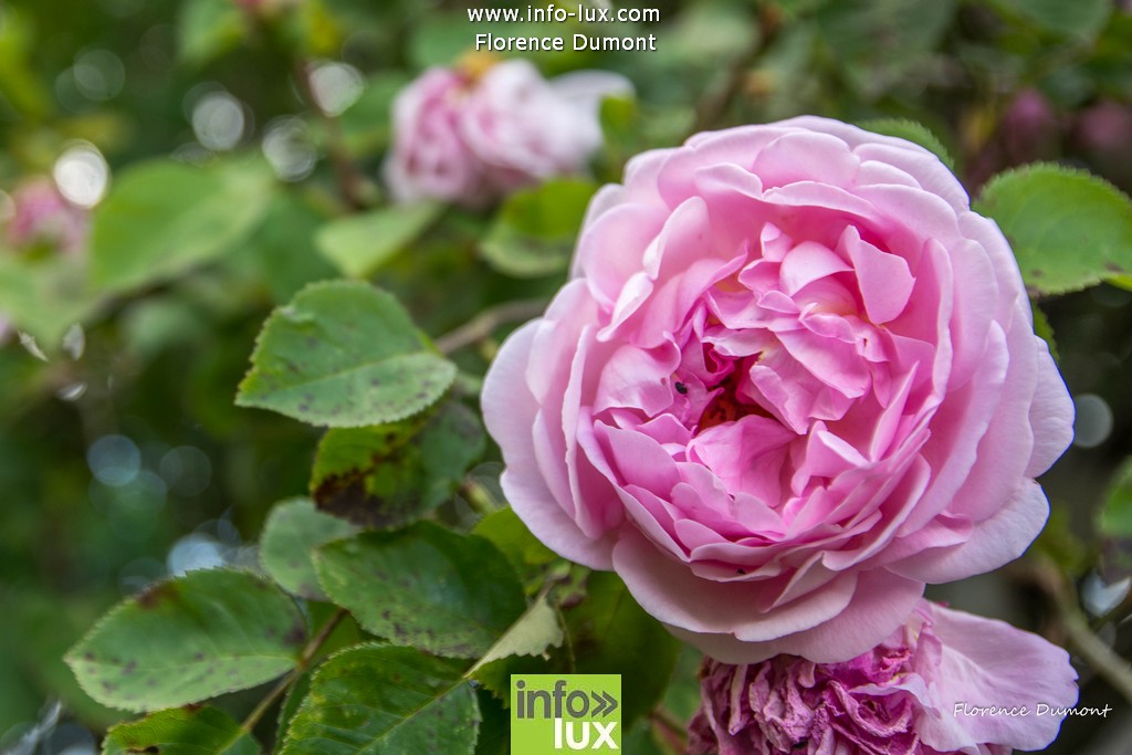 //media/jw_sigpro/users/0000001510/jardins ouverts suxy/Jardins ouvert-37